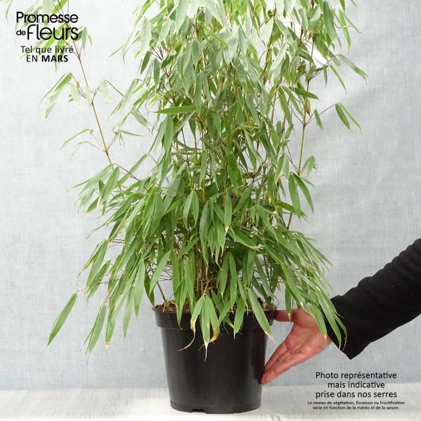 Spécimen de Fargesia robusta Pingwu - Bambou non traçant Pot de 7,5L/10LHauteur livrée env. 80/100cm tel que livré au printemps