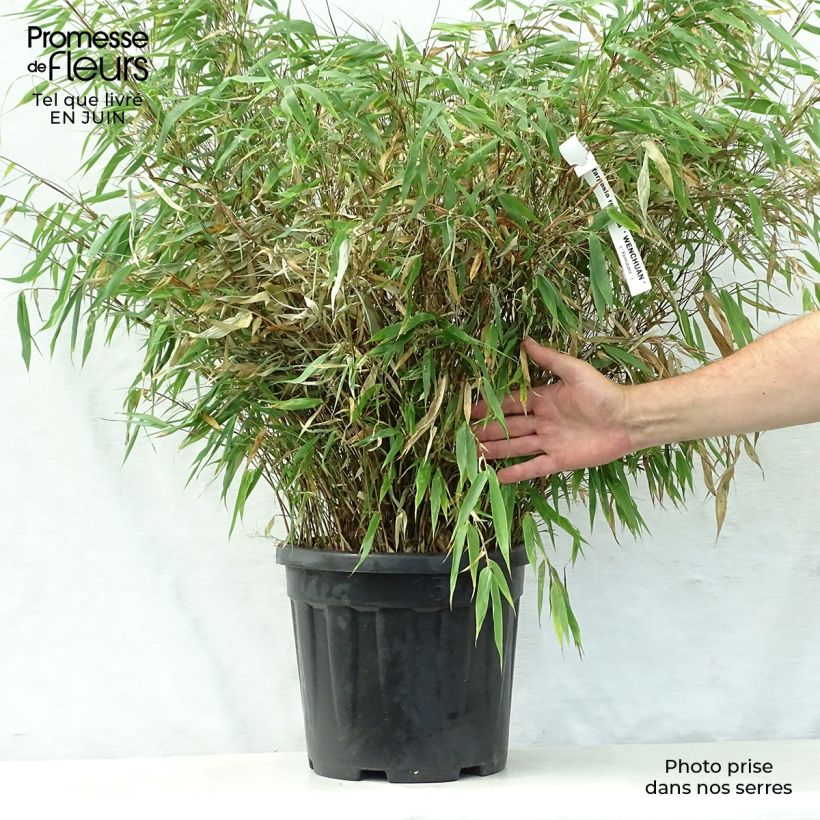Spécimen de Fargesia robusta Wenchuan - Bambou non traçant Pot de 12L/15L tel que livré en été