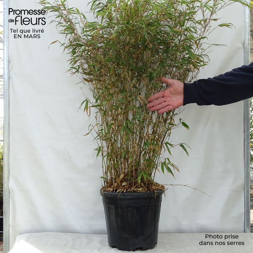 Spécimen de Fargesia robusta Wenchuan - Bambou non traçant pot C15L 80/100 tel que livré au printemps