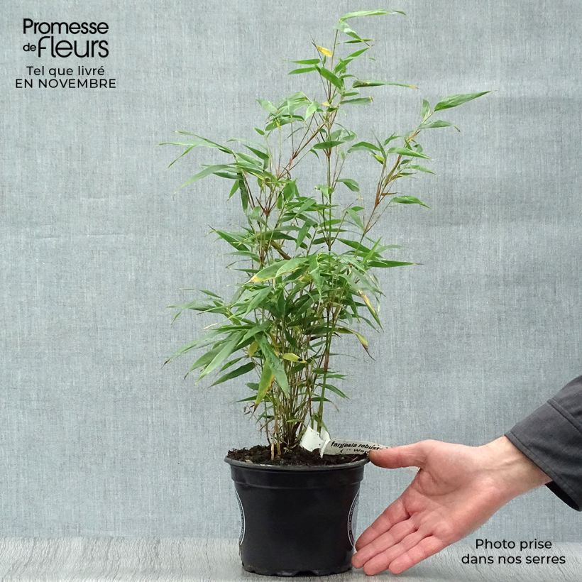 Spécimen de Fargesia robusta Wenchuan - Bambou non traçant Pot de 2L/3L tel que livré en automne
