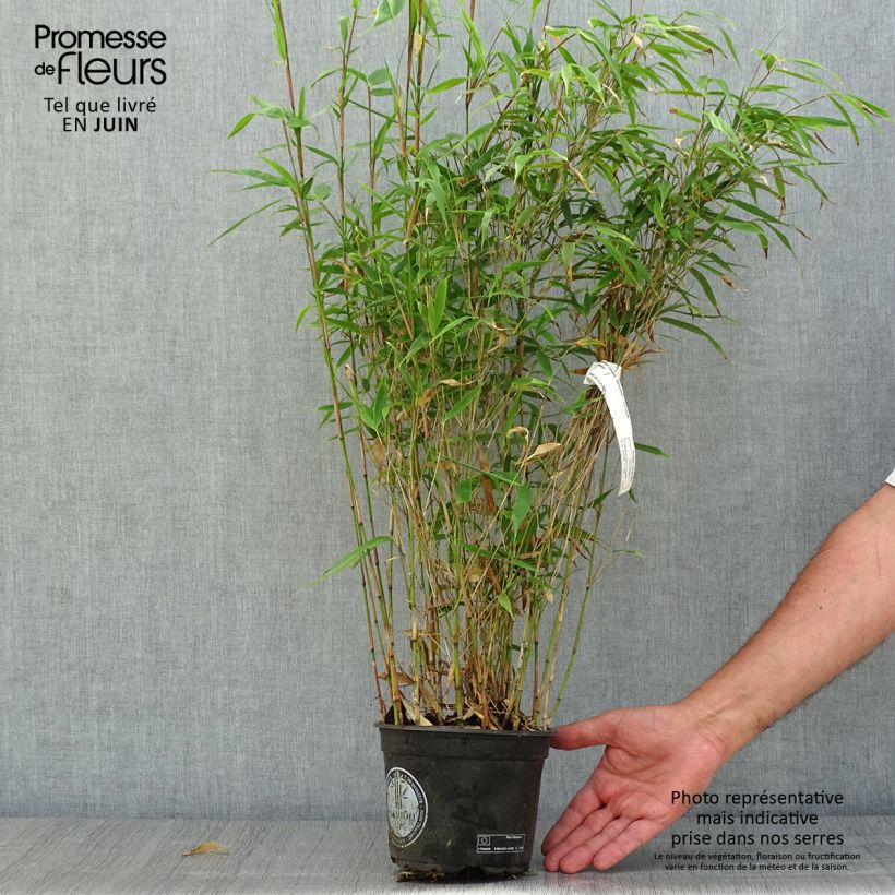Spécimen de Fargesia robusta Wenchuan - Bambou non traçant Pot de 2L/3L tel que livré en été