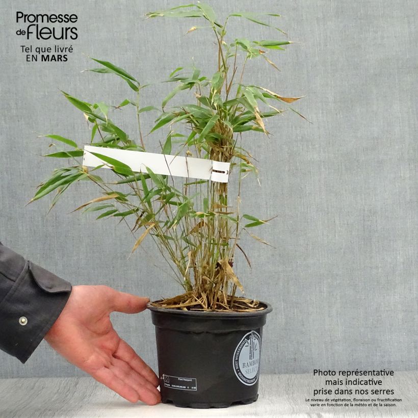 Spécimen de Fargesia robusta Wenchuan - Bambou non traçant pot C2L 40+ tel que livré au printemps