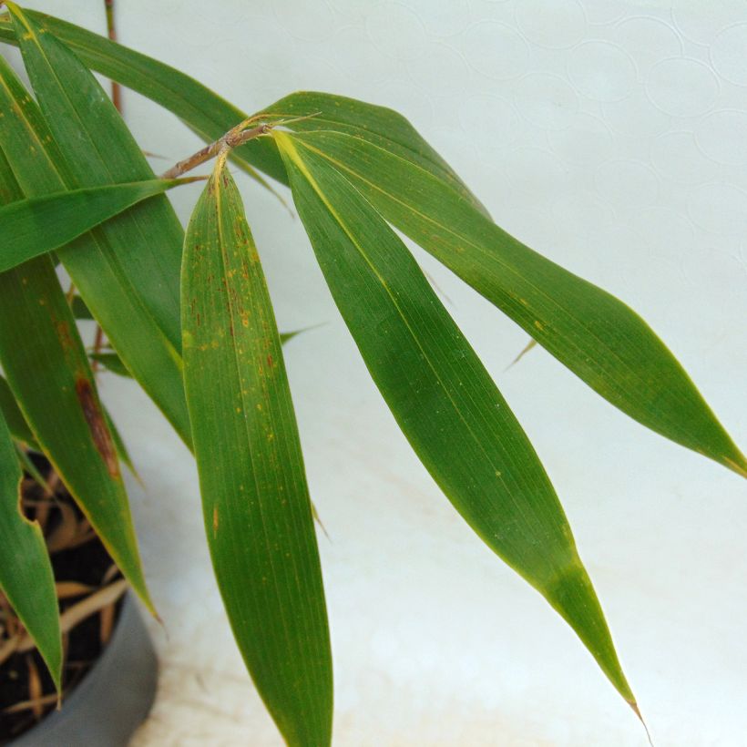 Fargesia robusta Wolong - Bambou non traçant (Feuillage)