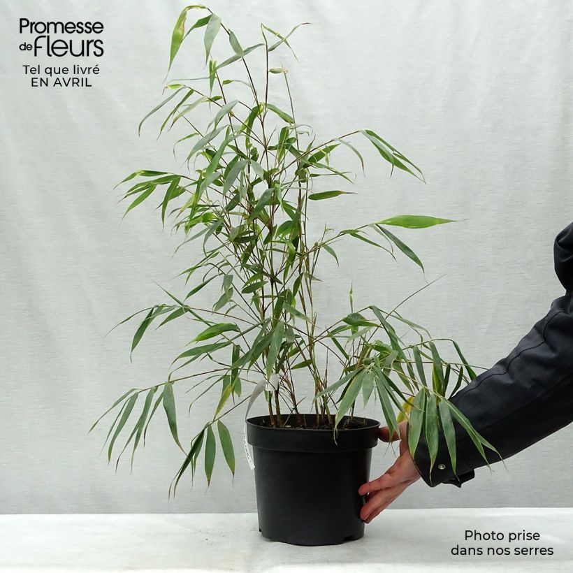 Spécimen de Fargesia robusta Wolong - Bambou non traçant Pot de 4L/5L tel que livré au printemps