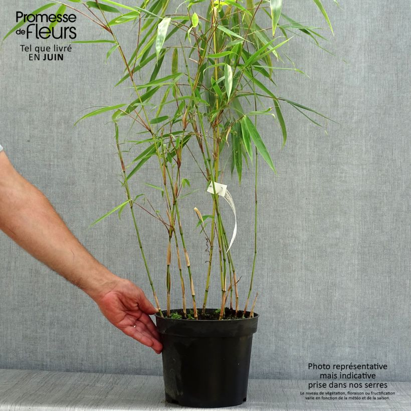 Spécimen de Fargesia robusta Wolong - Bambou non traçant Pot de 4L/5L tel que livré en été