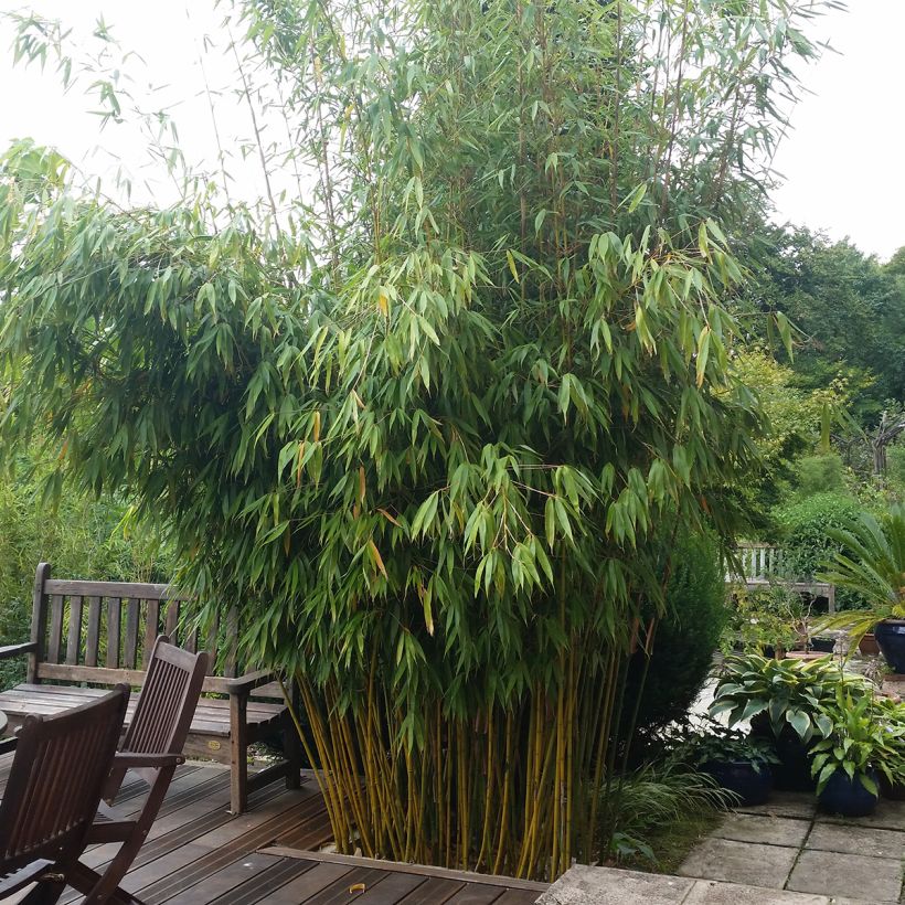 Fargesia robusta Wolong - Bambou non traçant (Port)