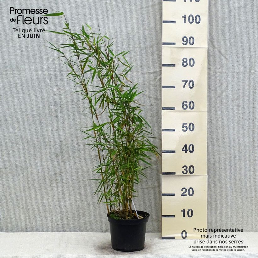 Spécimen de Fargesia robusta - Bambou non traçant Pot de 4L/5L tel que livré en été