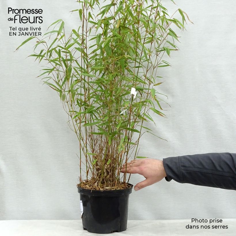 Bambou Fargesia Rufa - Vente en ligne de plants de Bambou Fargesia