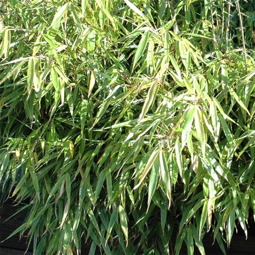 Bambou non traçant - Fargesia rufa (Feuillage)