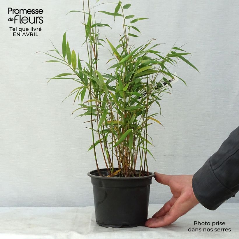 Spécimen de Fargesia scabrida Asian Wonder - Bambou non traçant en pot de 2L tel que livré au printemps