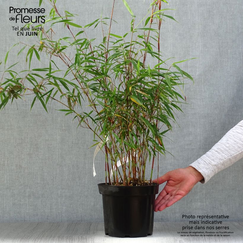 Spécimen de Fargesia scabrida Asian Wonder - Bambou non traçant Pot de 4L/5L tel que livré en été