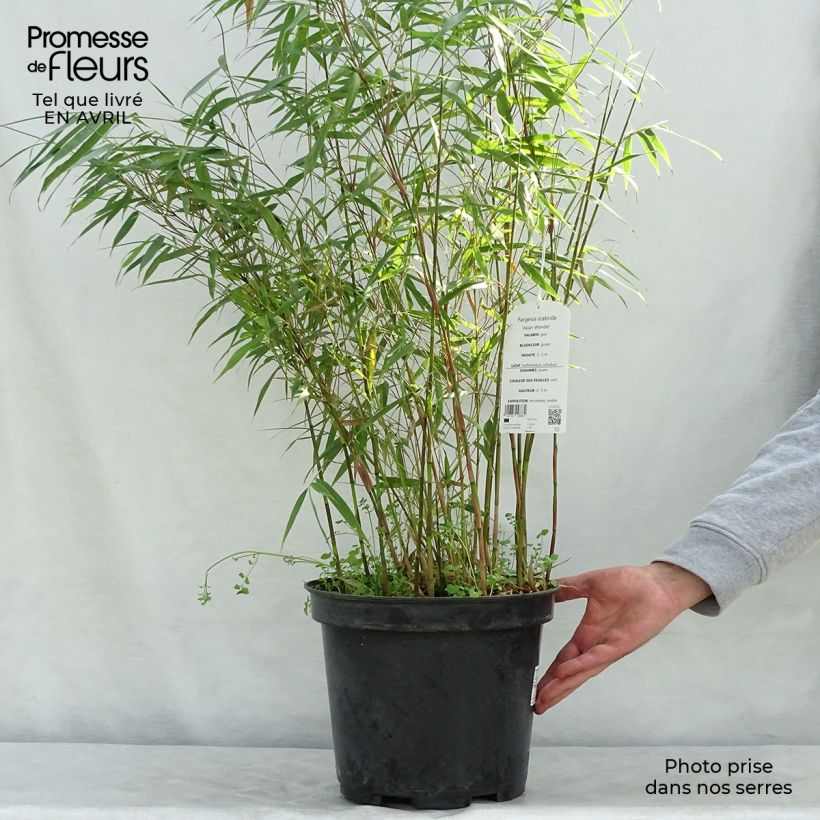 Spécimen de Fargesia scabrida Asian Wonder - Bambou non traçant 60/80cm en pot de 7.5L tel que livré au printemps