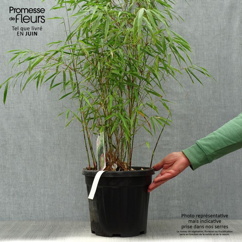 Spécimen de Fargesia scabrida Asian Wonder - Bambou non traçant Pot de 7,5L/10L tel que livré en été
