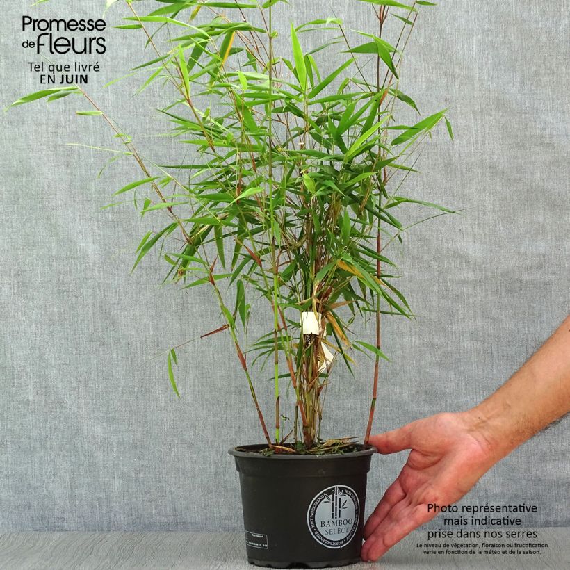 Spécimen de Fargesia scabrida Asian Wonder - Bambou non traçant Pot de 2L/3L tel que livré en été