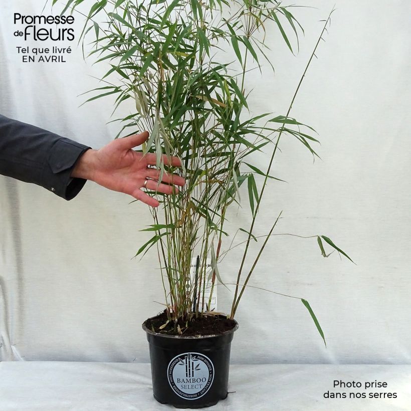Spécimen de Fargesia scabrida Asian Wonder - Bambou non traçant tel que livré au printemps
