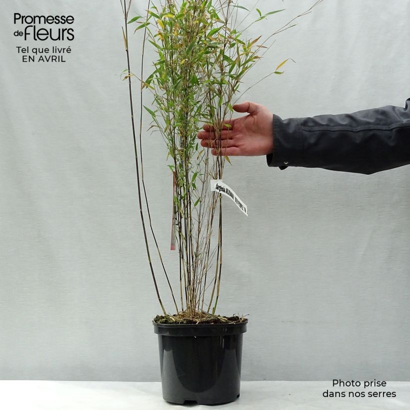 Spécimen de Fargesia sp Jiuzhaigou Deep Purple - Bambou non traçant. Pot de 4L/5L tel que livré au printemps