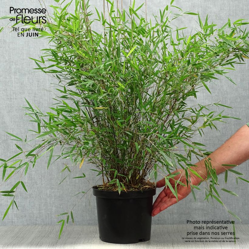 Spécimen de Fargesia sp Jiuzhaigou Deep Purple - Bambou non traçant. Pot de 4L/5L tel que livré en été