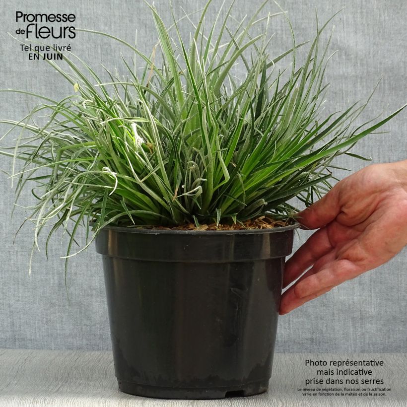 Spécimen de Fascicularia bicolor 3L/4L Pot de 3L/4L tel que livré en été