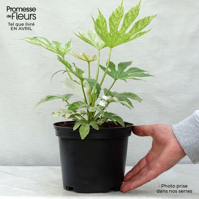 Spécimen de Fatsia japonica Spider's Web - Faux-aralia panaché tel que livré en printemps
