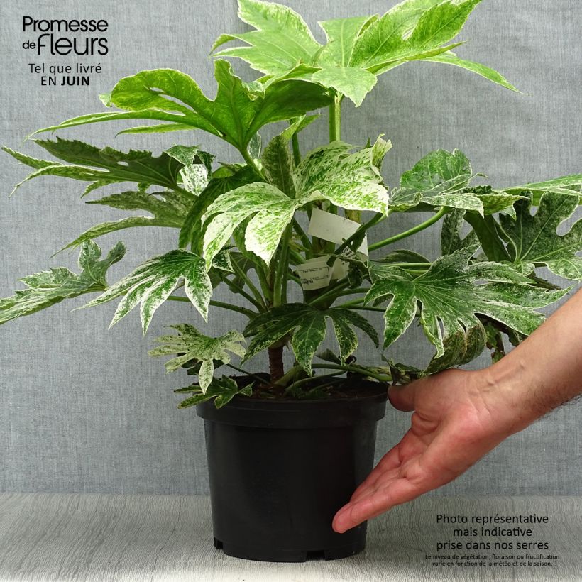 Spécimen de Fatsia japonica Spider's Web - Faux-aralia panaché Pot de 2L/3L tel que livré en été