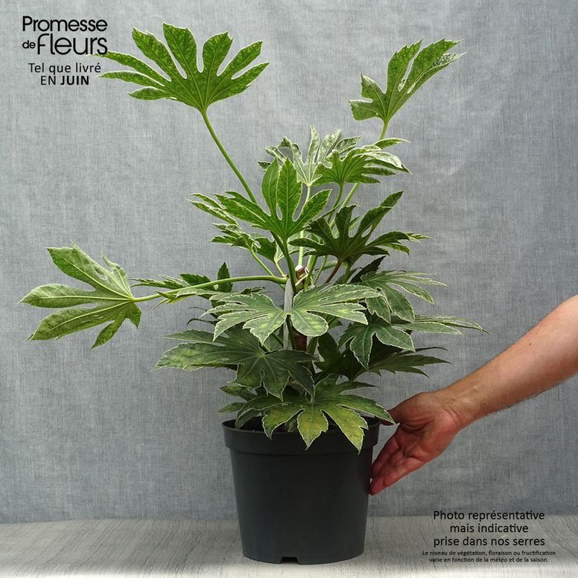 Spécimen de Fatsia japonica Spider's Web - Faux-aralia panaché Pot de 6L/7L tel que livré en été