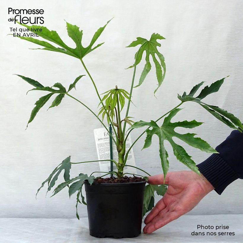 Spécimen de Fatsia polycarpa Green Fingers - Fatsia de Taiwan tel que livré au printemps