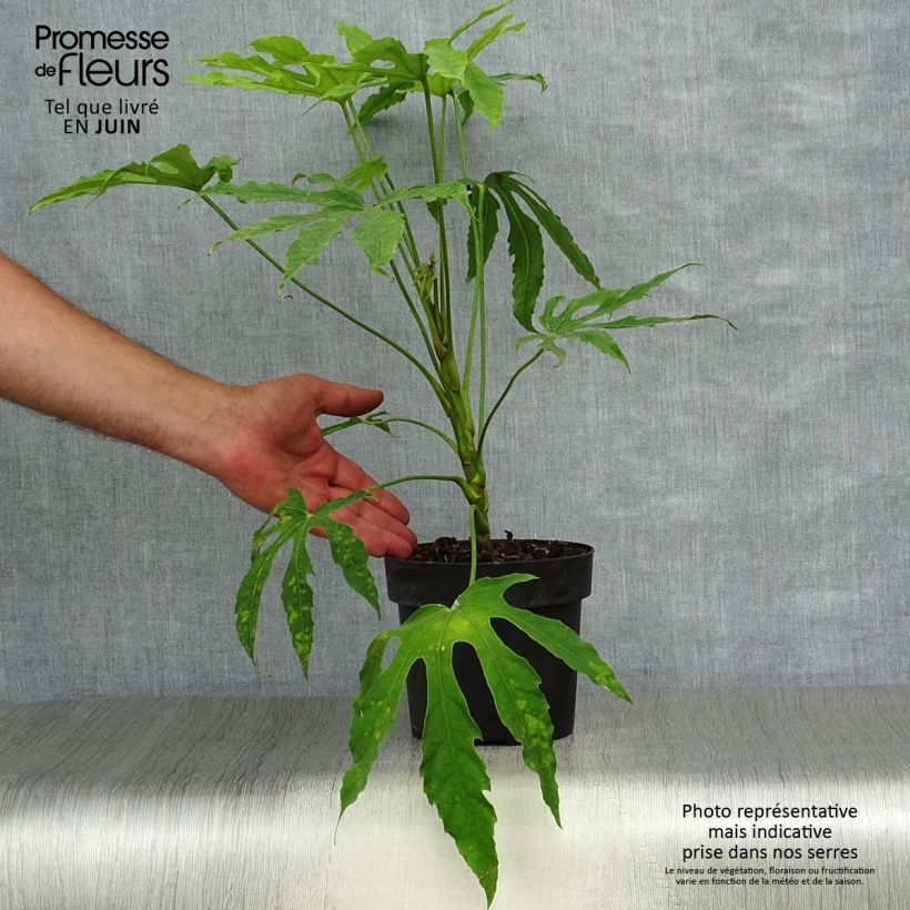 Spécimen de Fatsia polycarpa Green Fingers - Fatsia de Taiwan Pot de 2L/3L tel que livré en été