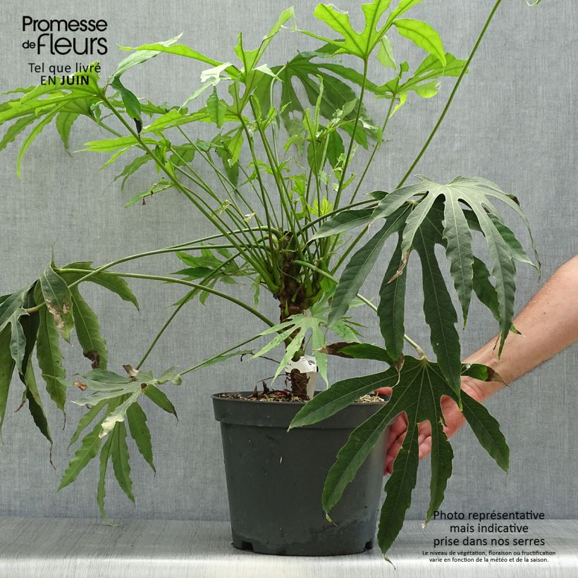 Spécimen de Fatsia polycarpa Green Fingers - Fatsia de Taiwan Pot de 6L/7L tel que livré en été