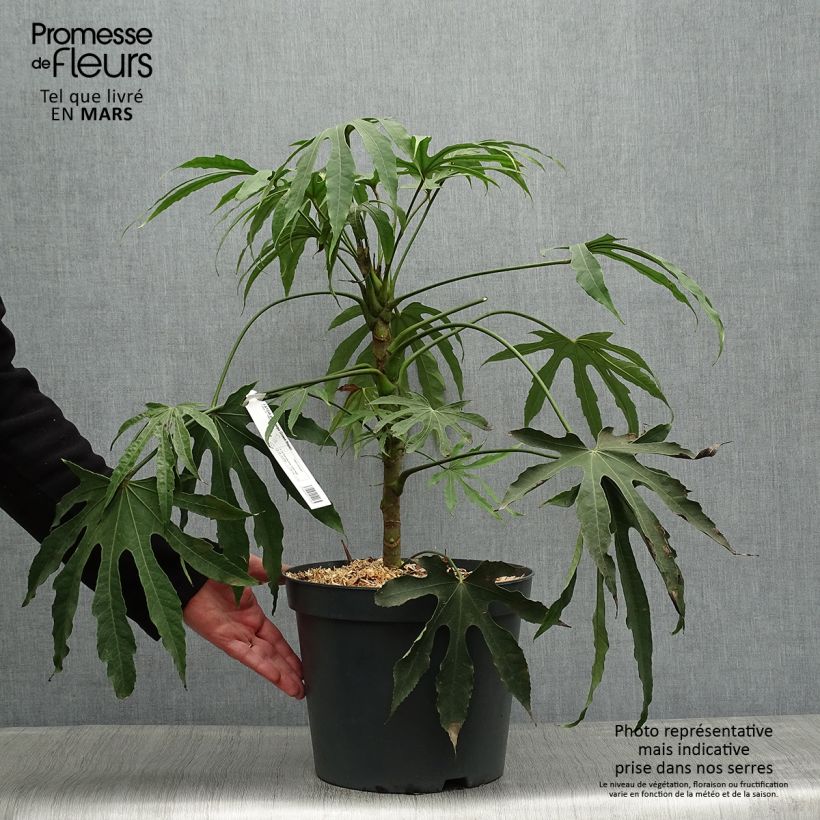 Spécimen de Fatsia polycarpa Green Fingers - Fatsia de Taiwan Pot de 7L tel que livré au printemps