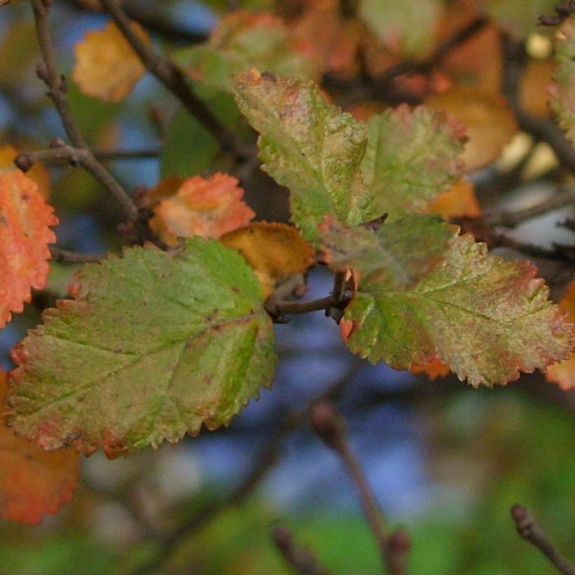 Faux Hêtre austral - Nothofagus antarctica (Feuillage)