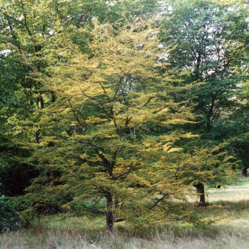 Faux Hêtre austral - Nothofagus antarctica (Port)