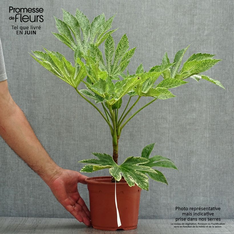 Spécimen de Faux-aralia - Fatsia japonica Variegata Pot de 3L/4L tel que livré en été