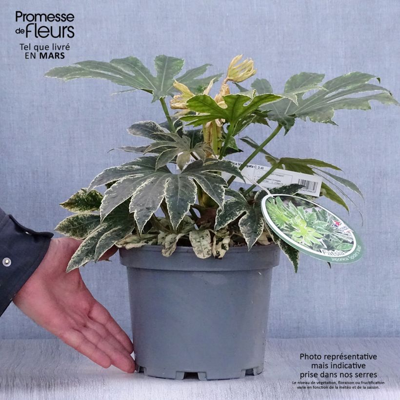 Spécimen de Faux-aralia - Fatsia japonica Variegata en pot de 3L/4L tel que livré au printemps