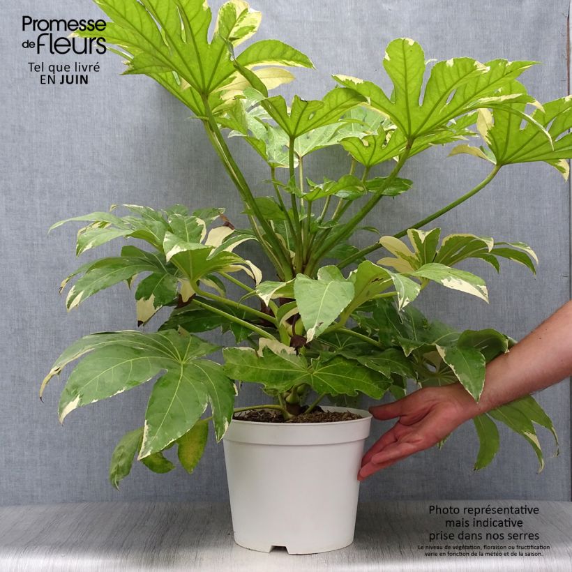 Spécimen de Faux-aralia - Fatsia japonica Variegata Pot de 6L/7L tel que livré en été