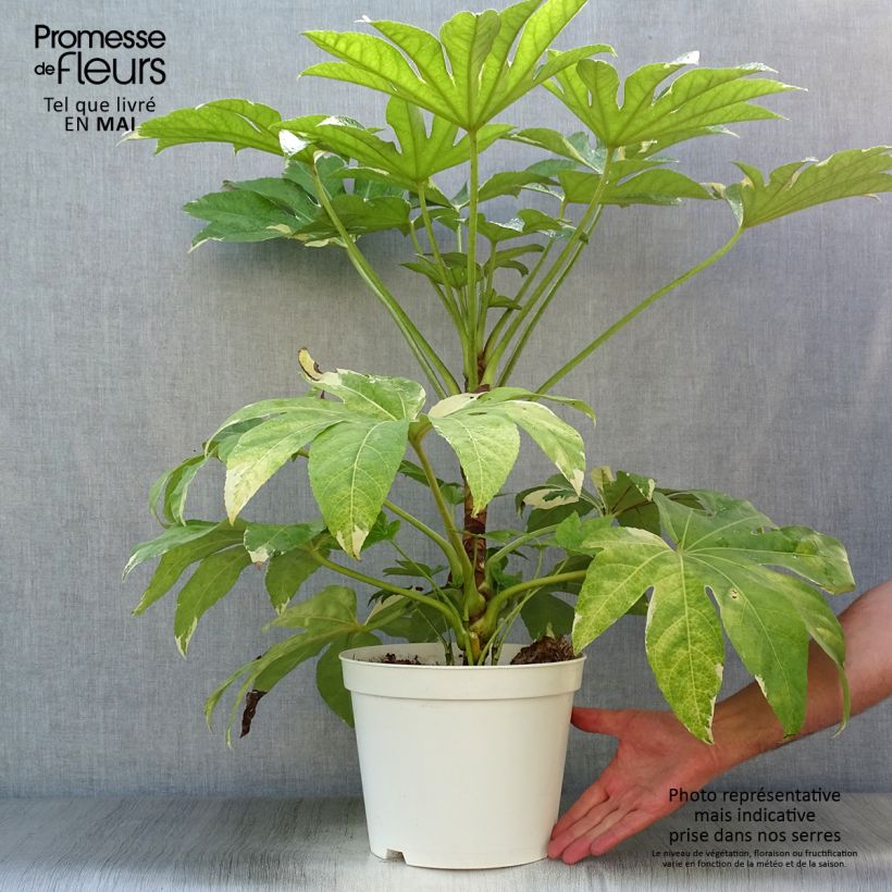 Spécimen de Faux-aralia - Fatsia japonica Variegata en pot de 7L tel que livré au printemps