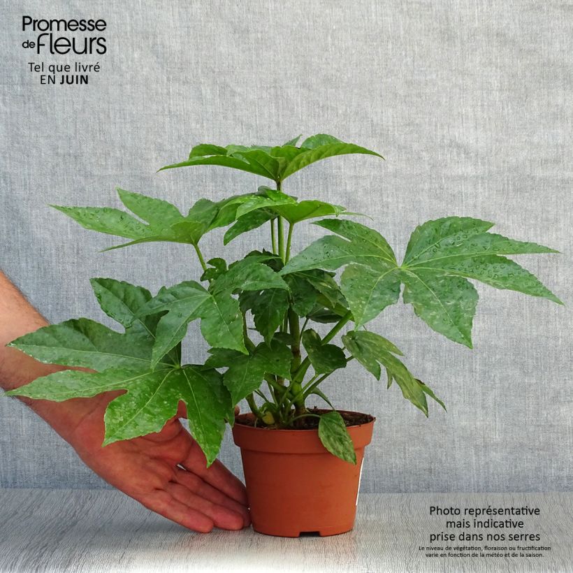 Spécimen de Faux-aralia - Fatsia japonica Godet de 8/9 cm tel que livré en été