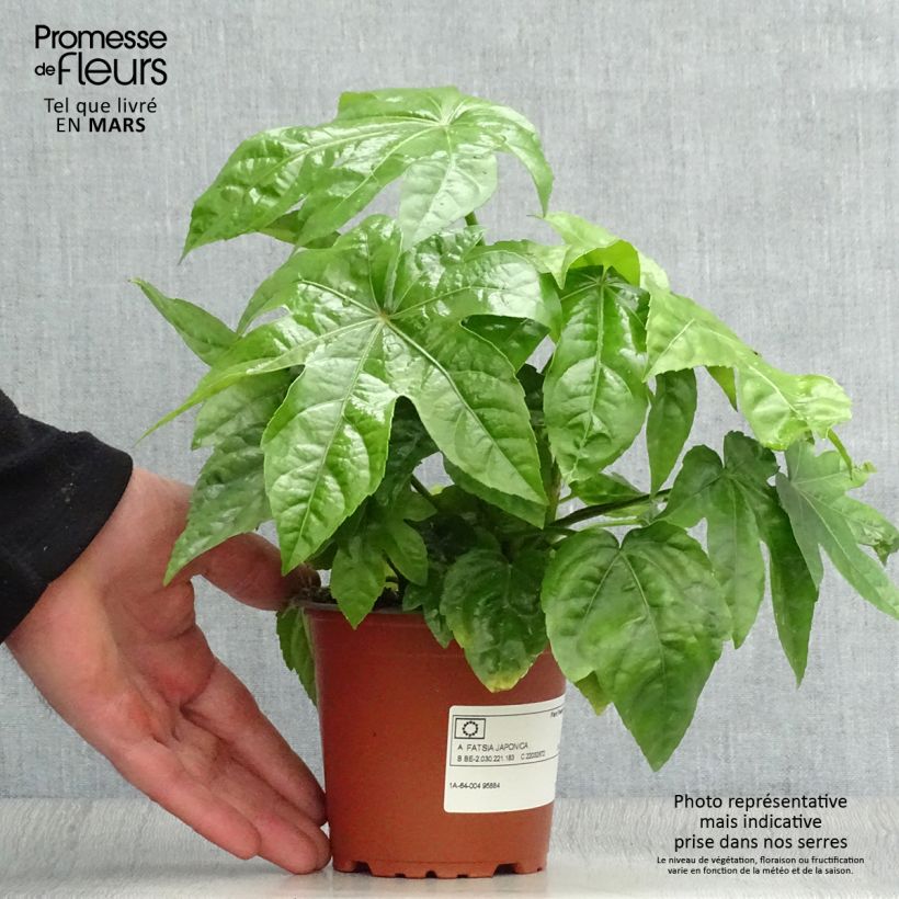 Spécimen de Faux-aralia - Fatsia japonica en godet de 9 cm  tel que livré au printemps