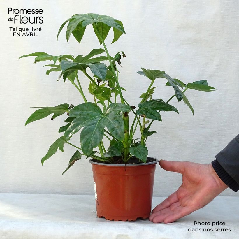 Spécimen de Faux-aralia - Fatsia japonica en pot de 2L/3L tel que livré au printemps