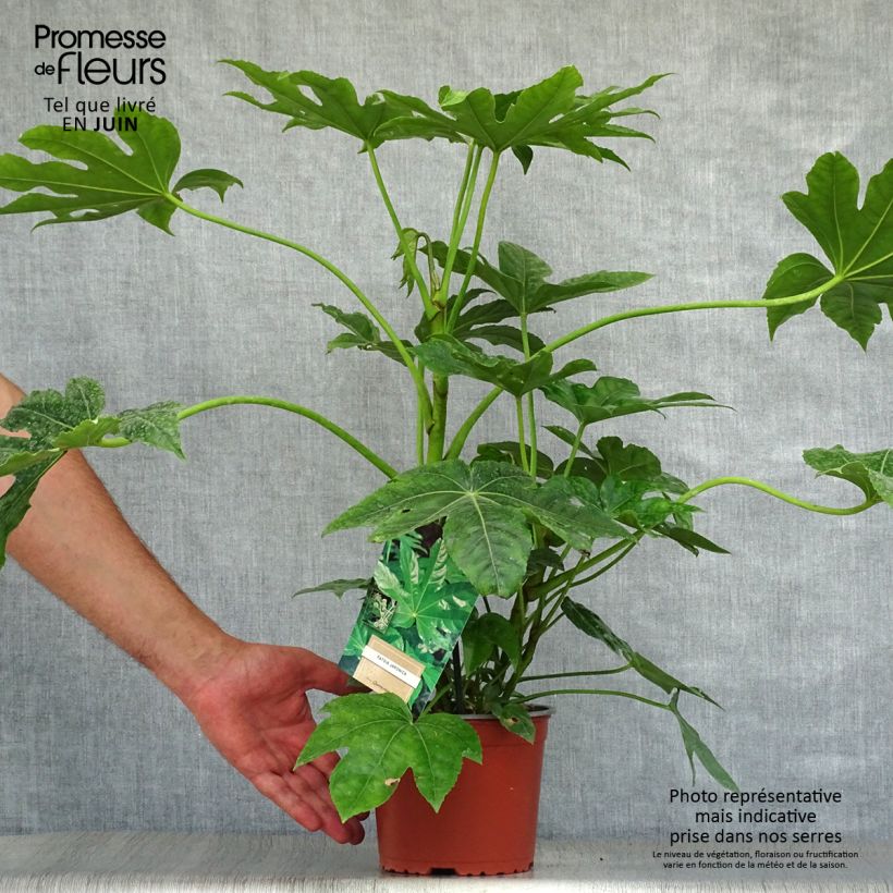 Spécimen de Faux-aralia - Fatsia japonica Pot de 2L/3L tel que livré en été