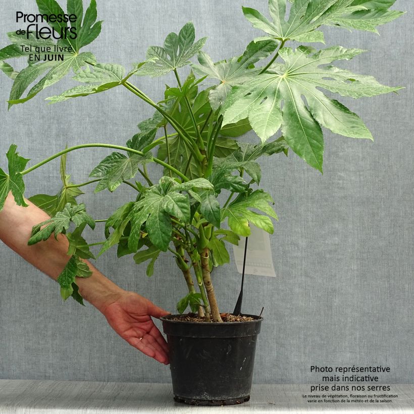 Spécimen de Faux-aralia - Fatsia japonica Pot de 4L/5L tel que livré en été