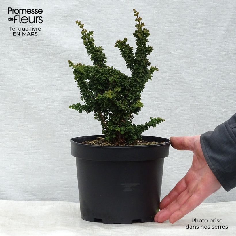 Spécimen de Faux cyprès du Japon - Chamaecyparis obtusa Chirimen Pot de 2L/3L tel que livré au printemps