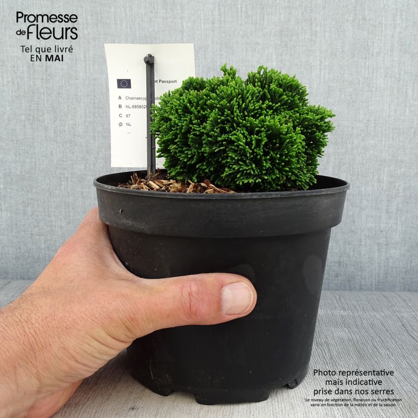 Spécimen de Faux cyprès du Japon - Chamaecyparis obtusa Juniperoides               Pot de 2L/3L tel que livré au printemps