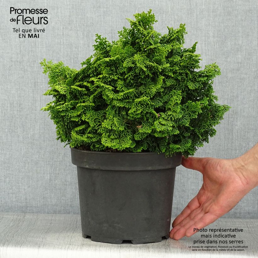 Spécimen de Faux cyprès du Japon - Chamaecyparis obtusa Kosteri Pot de 5L tel que livré au printemps