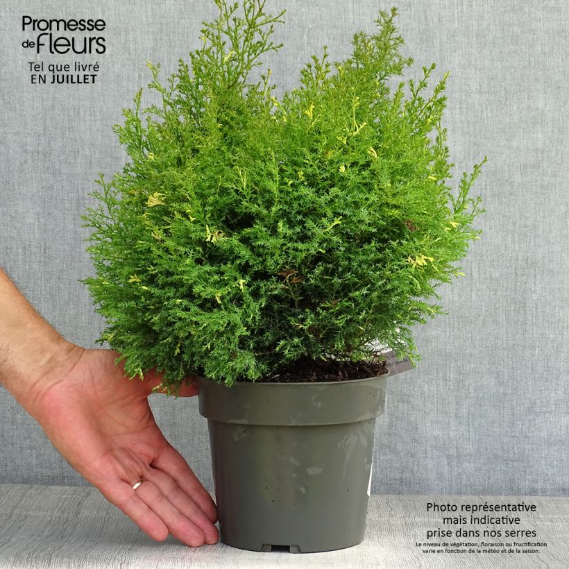 Spécimen de Faux cyprès du Japon - Chamaecyparis obtusa Saffron Spray -               Pot de 2L/3L tel que livré en été
