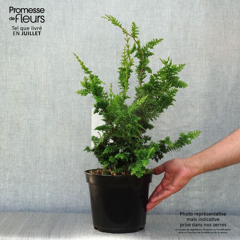Spécimen de Faux cyprès du Japon - Chamaecyparis obtusa Teddy Bear Pot de 4L/5L tel que livré en été
