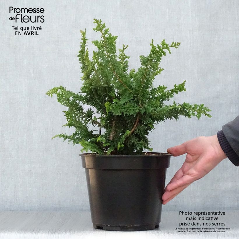 Spécimen de Faux cyprès du Japon - Chamaecyparis obtusa Teddy Bear Pot de 4L/5L tel que livré au printemps