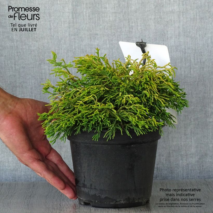 Spécimen de Faux cyprès du Japon - Chamaecyparis obtusa Tsatsumi Gold                Pot de 2L/3L tel que livré en été