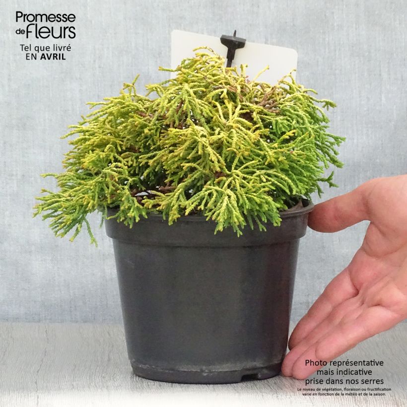 Spécimen de Faux cyprès du Japon - Chamaecyparis obtusa Tsatsumi Gold                Pot de 2L/3LHauteur livrée env. 5/10cm tel que livré au printemps