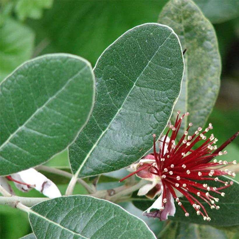 Acca sellowiana - Goyavier du Brésil (Feuillage)