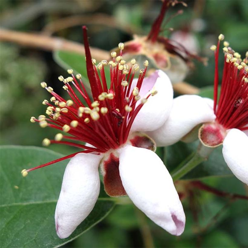 Acca sellowiana - Goyavier du Brésil (Floraison)